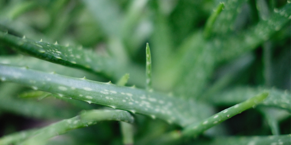 'All About' Aloe Vera Leaf Extract